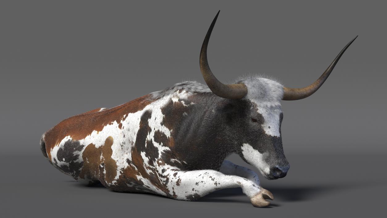 Lying Longhorn Bull Mottled Brown Fur 3D