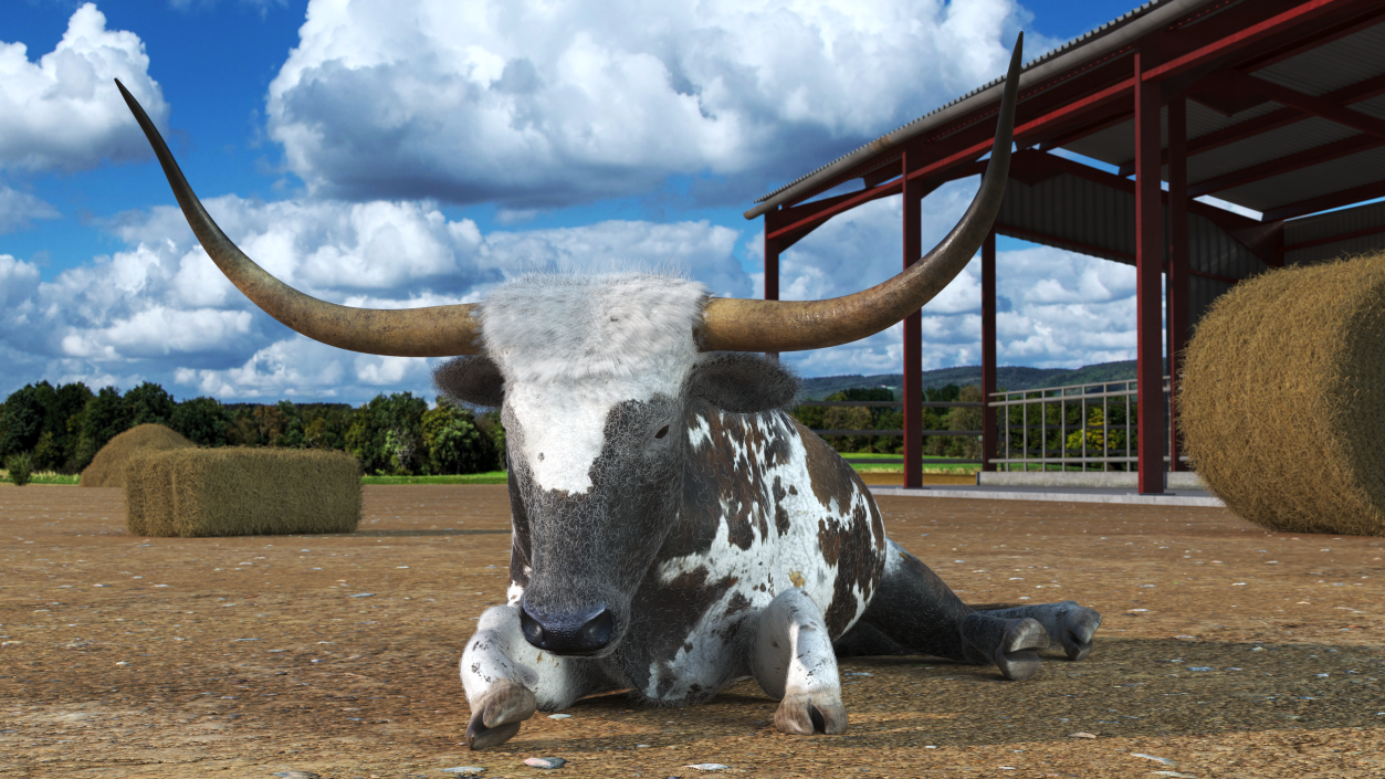 Lying Longhorn Bull Mottled Brown Fur 3D