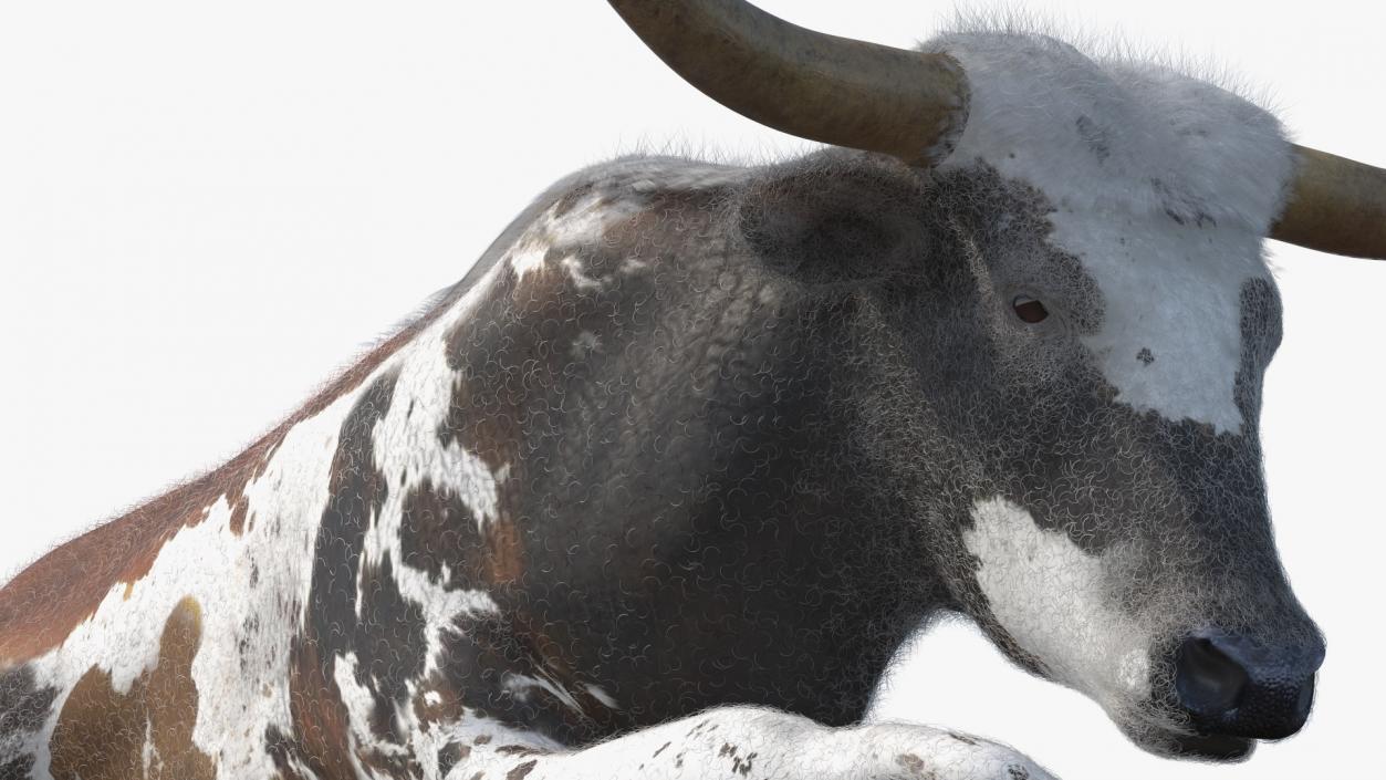 Lying Longhorn Bull Mottled Brown Fur 3D