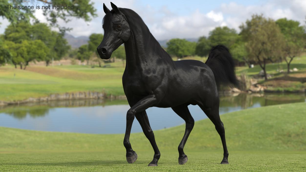 3D Walking Arabian Horse Black Fur