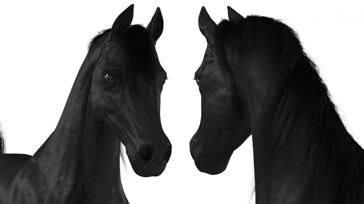 3D Walking Arabian Horse Black Fur