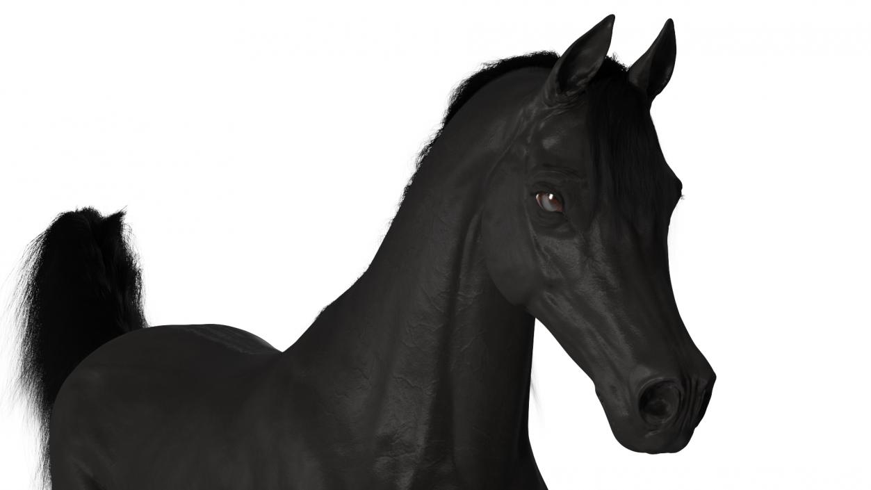 3D Walking Arabian Horse Black Fur