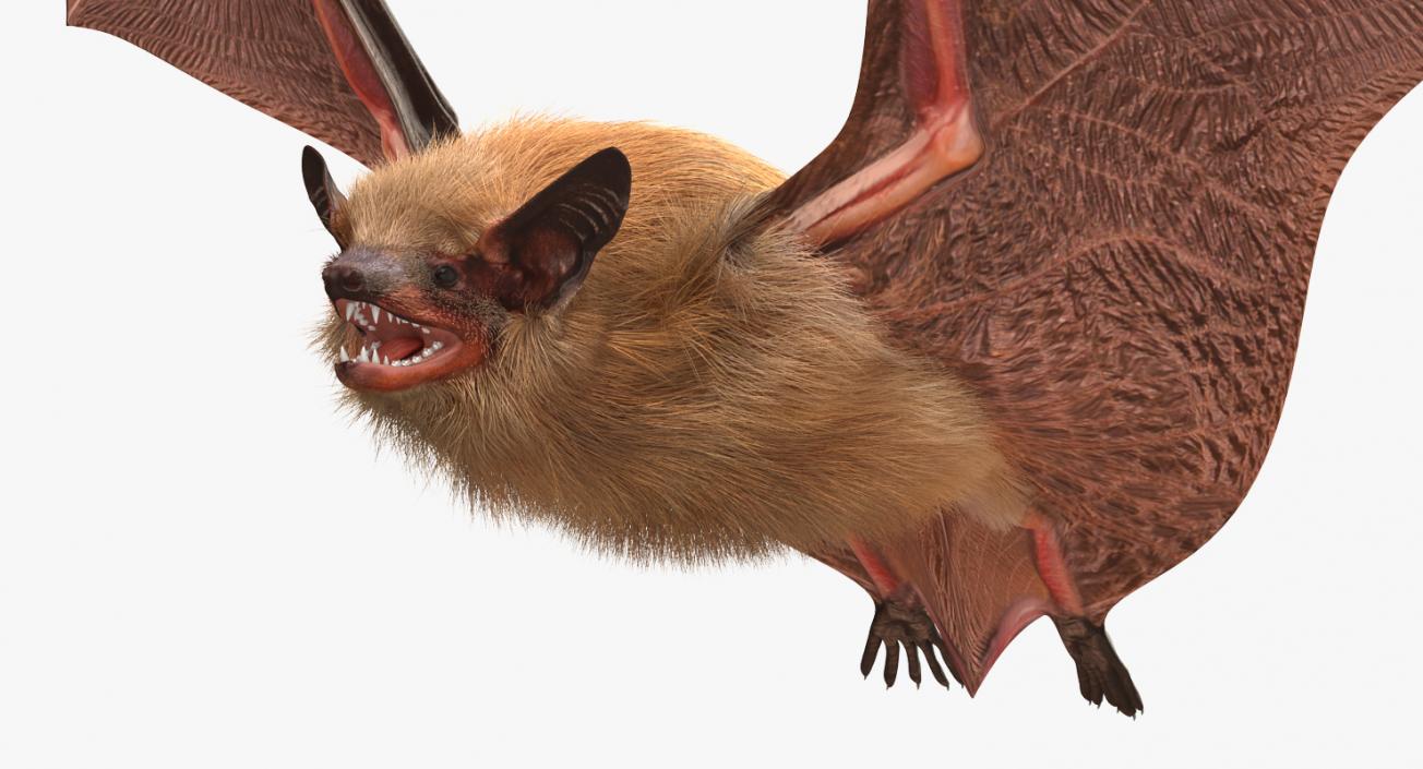 Flying Bat with Fur 3D model