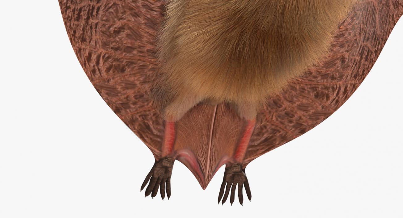 Flying Bat with Fur 3D model