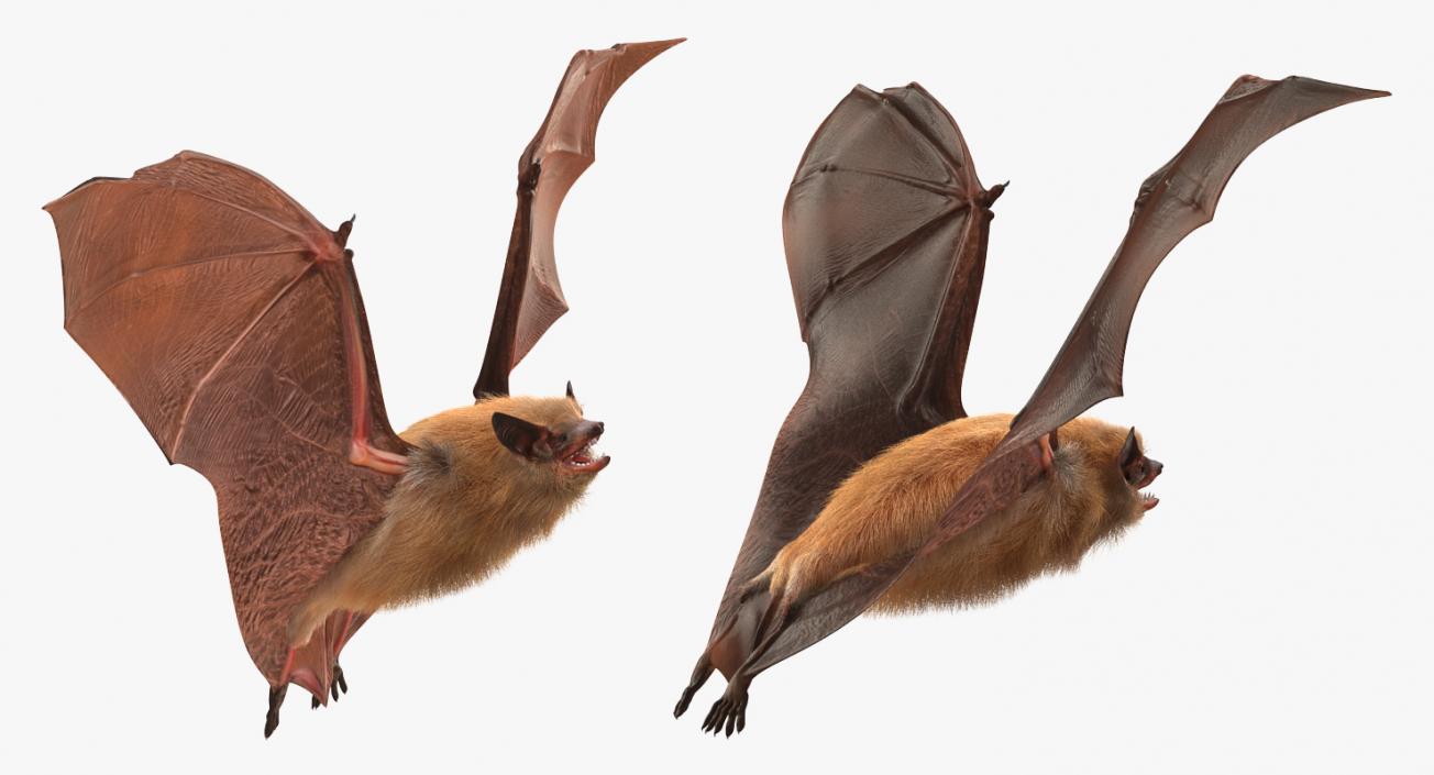 Flying Bat with Fur 3D model