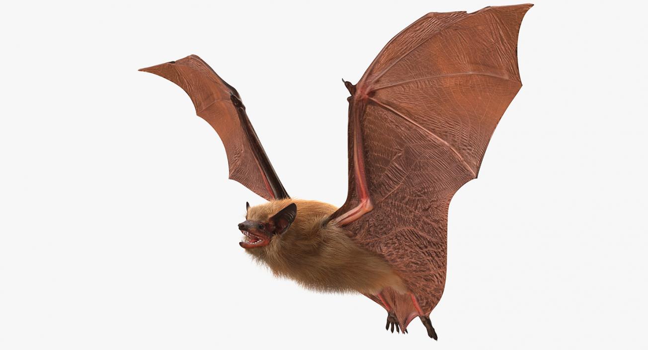 Flying Bat with Fur 3D model