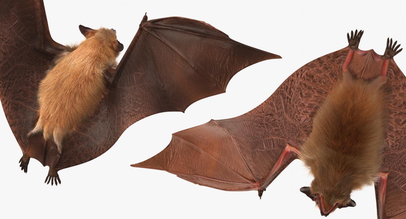 Flying Bat with Fur 3D model