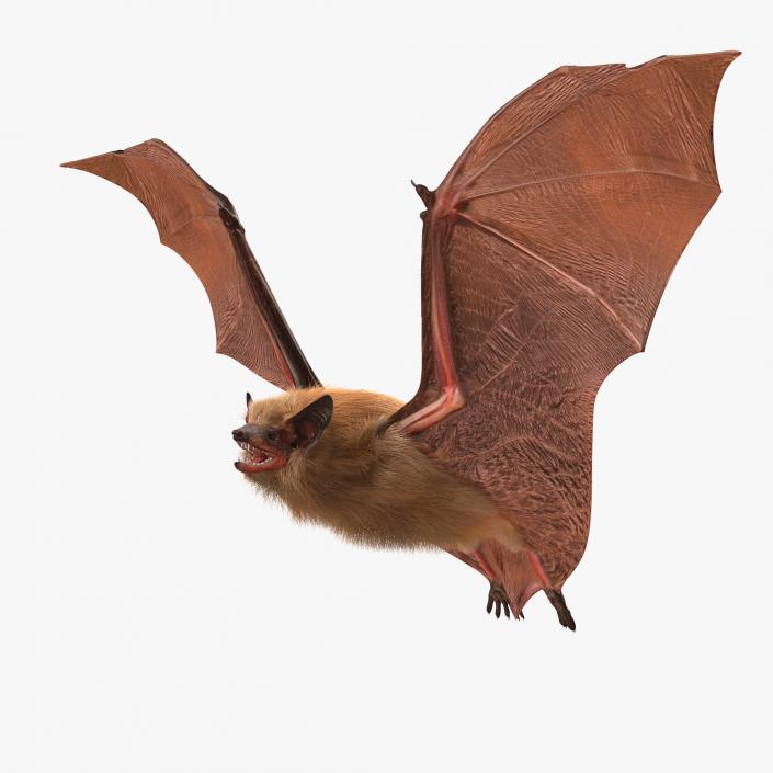 Flying Bat with Fur 3D model