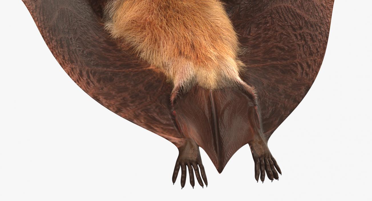 Flying Bat with Fur 3D model