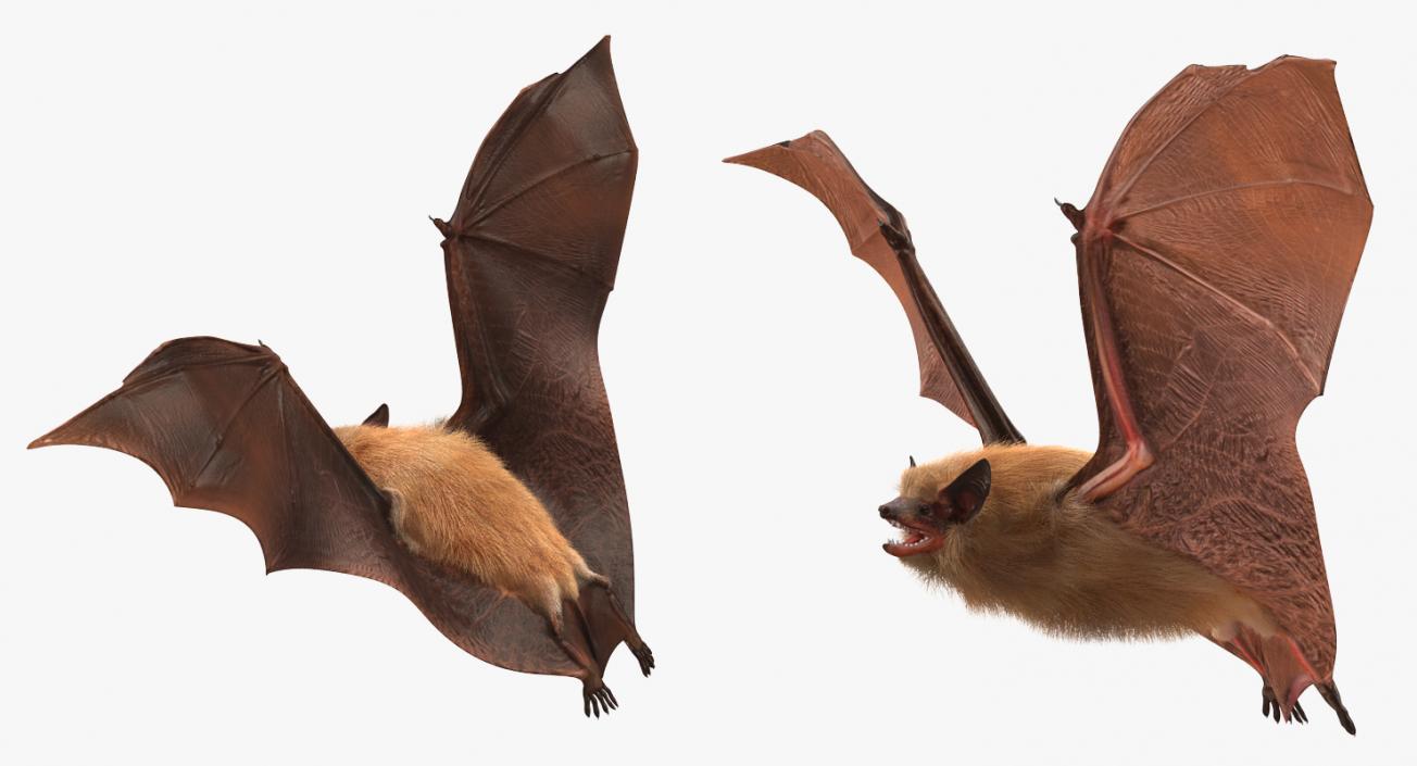 Flying Bat with Fur 3D model