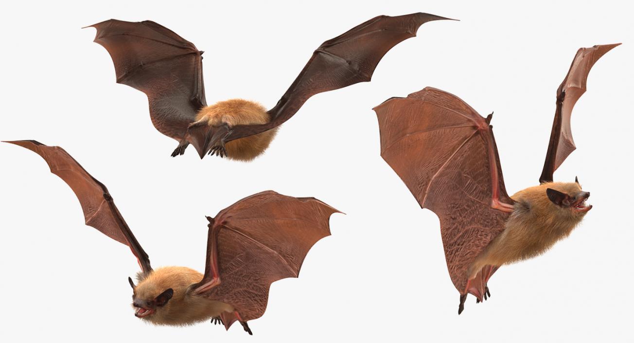 Flying Bat with Fur 3D model