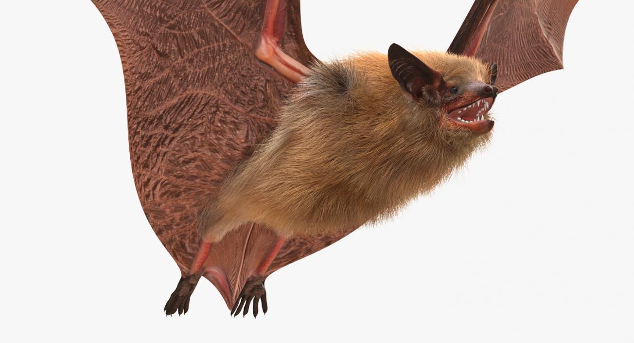 Flying Bat with Fur 3D model