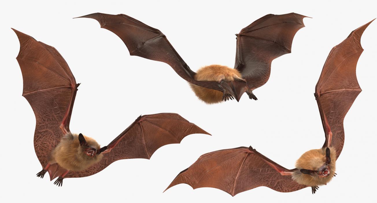 Flying Bat with Fur 3D model