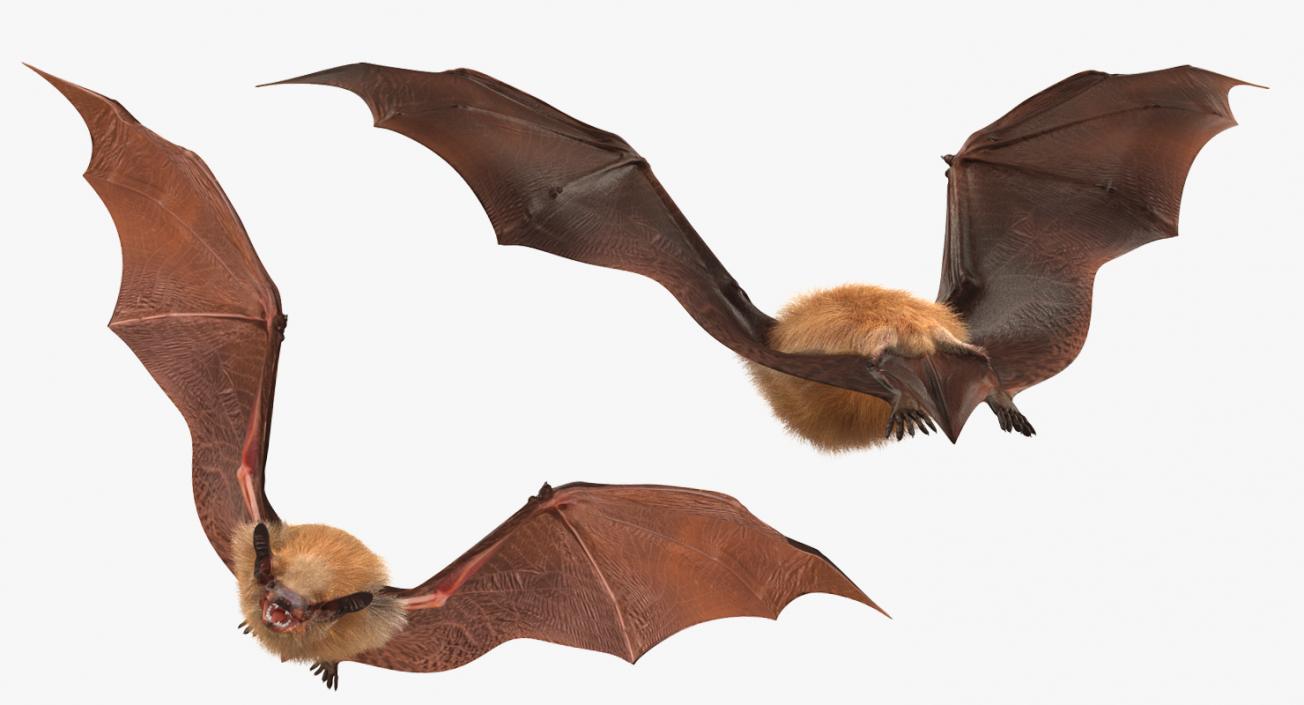 Flying Bat with Fur 3D model