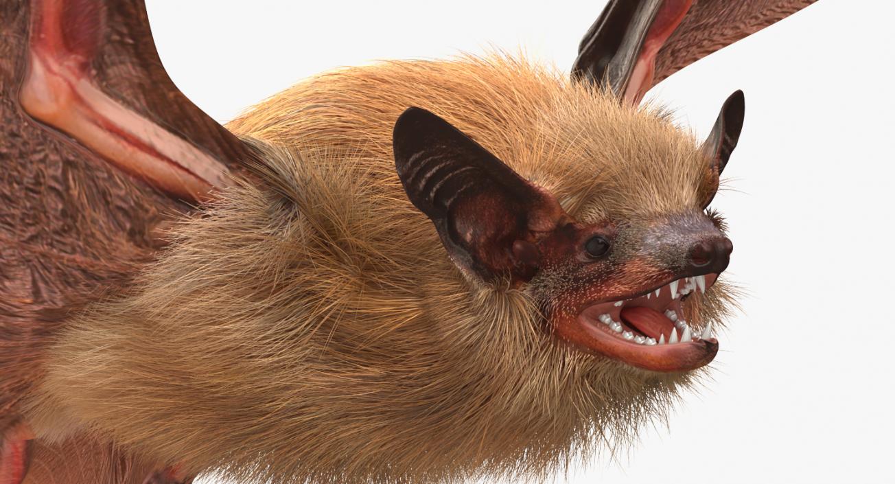 Flying Bat with Fur 3D model