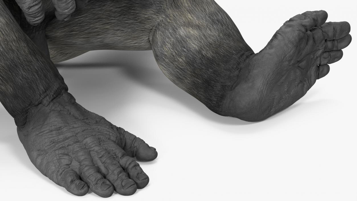 Western Gorilla Rigged 3D