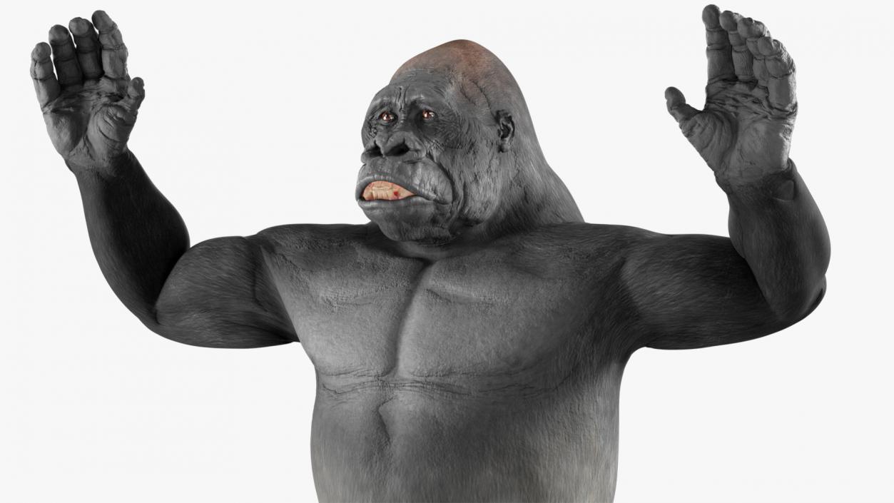 Western Gorilla Rigged 3D