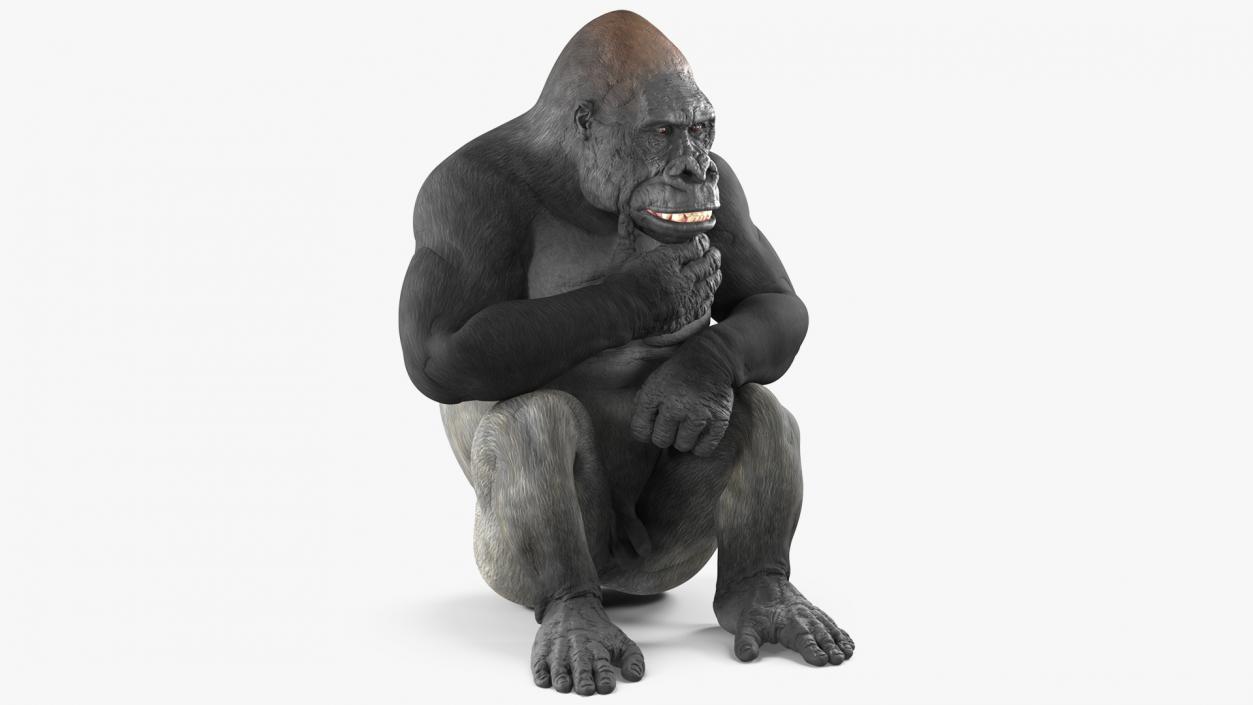 Western Gorilla Rigged 3D