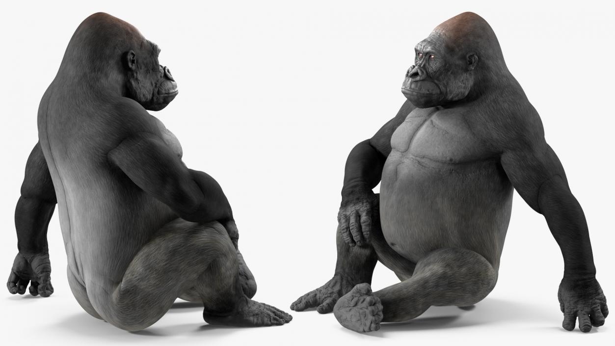 Western Gorilla Rigged 3D