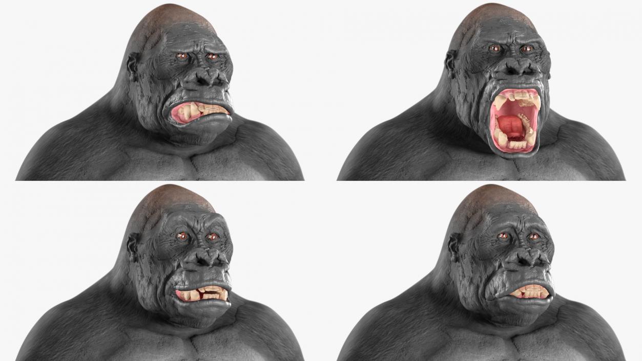 Western Gorilla Rigged 3D