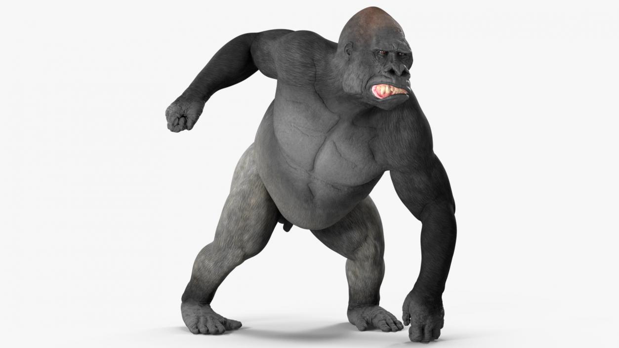 Western Gorilla Rigged 3D