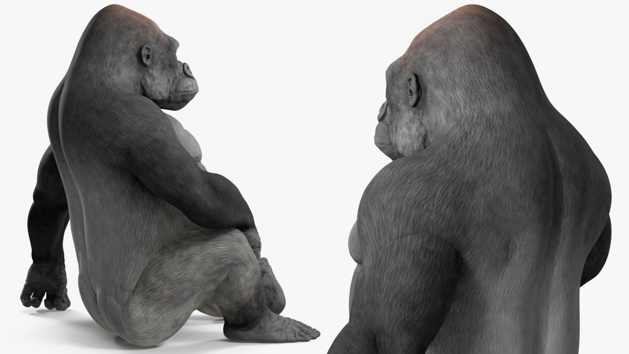 Western Gorilla Rigged 3D