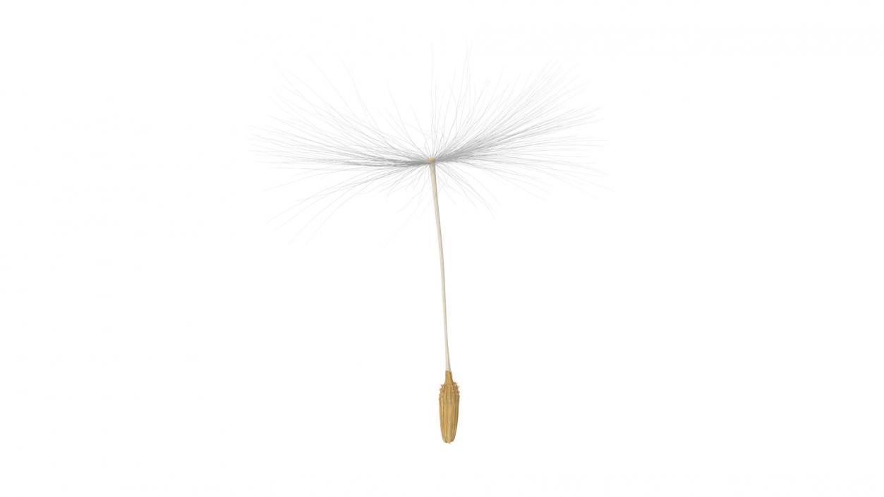 Dandelion Seed 3D model