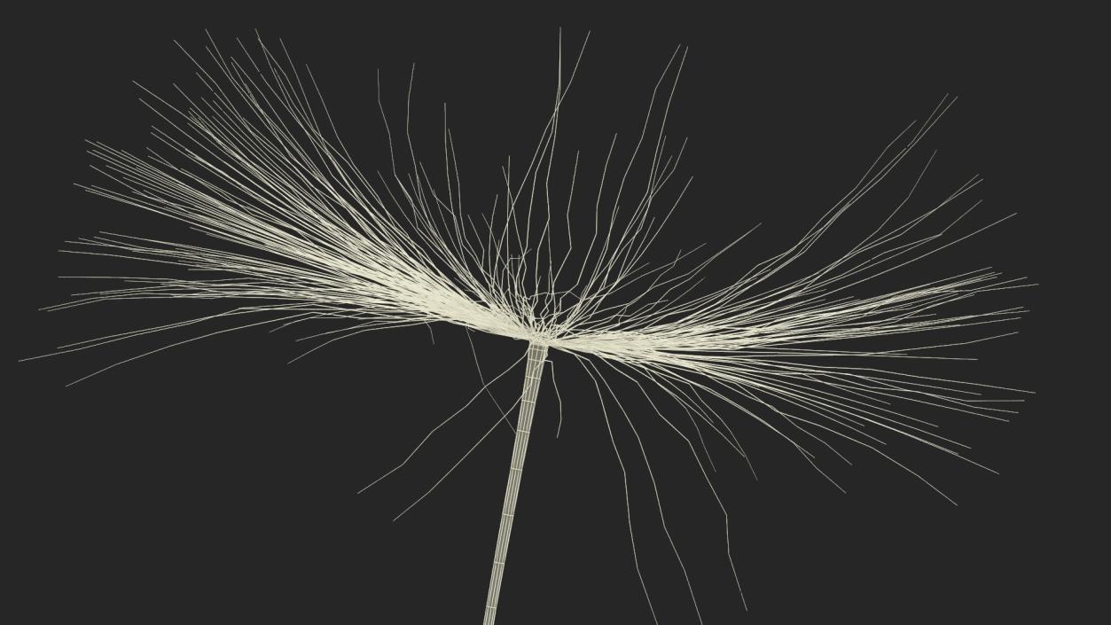 Dandelion Seed 3D model