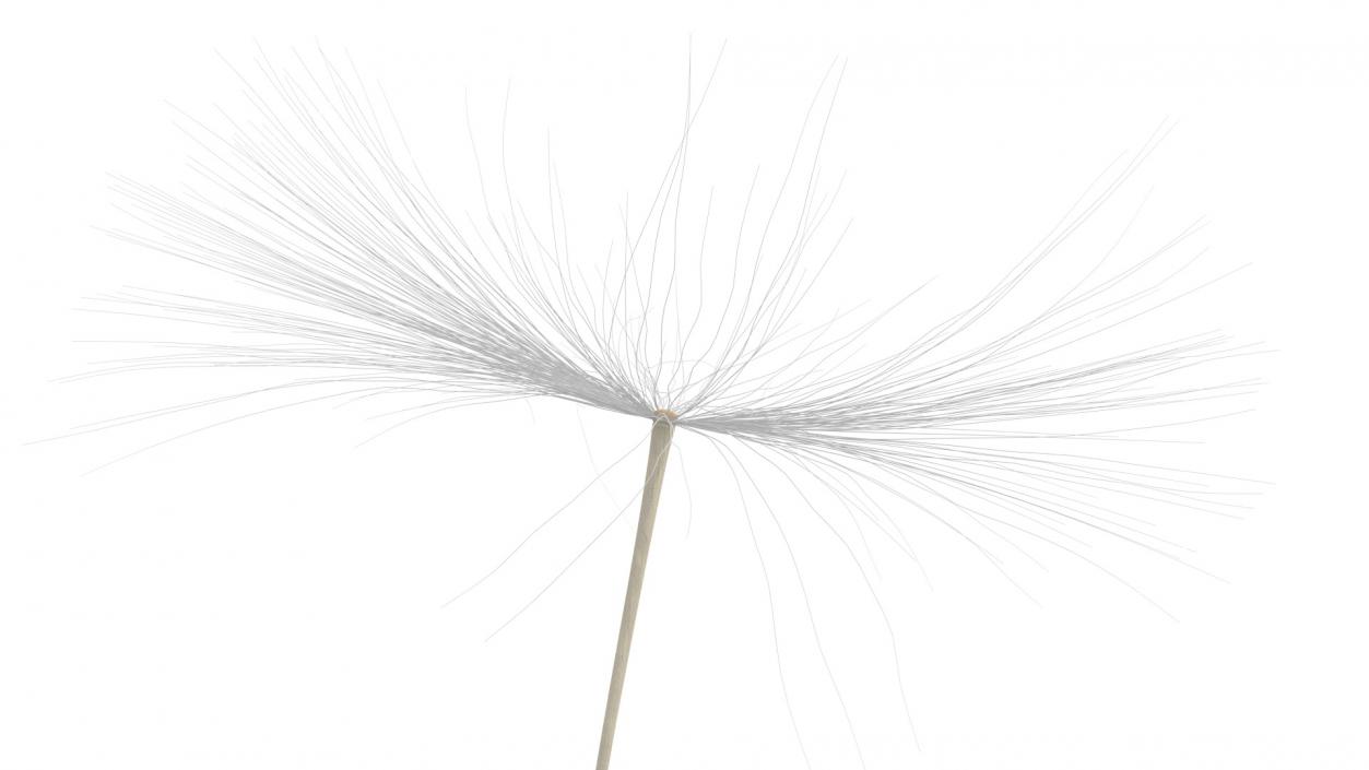 Dandelion Seed 3D model