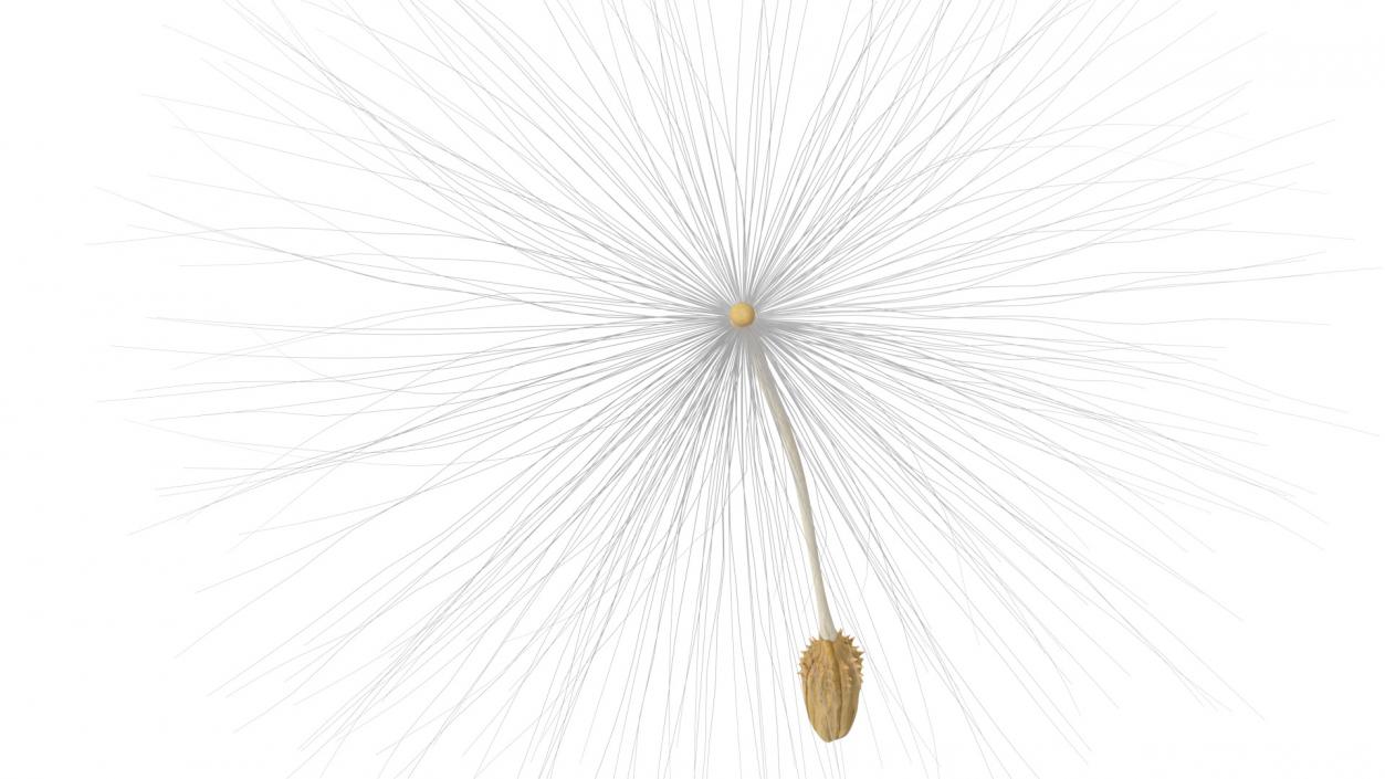 Dandelion Seed 3D model