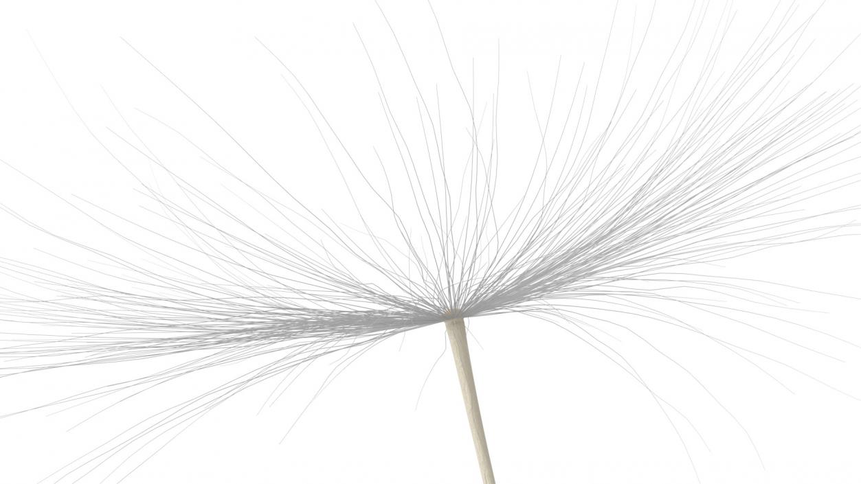 Dandelion Seed 3D model