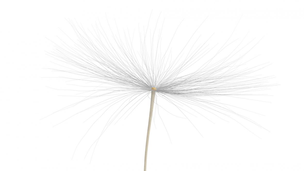 Dandelion Seed 3D model