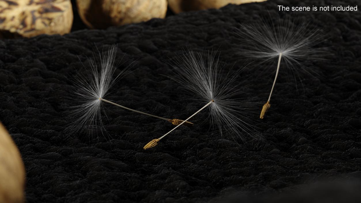 Dandelion Seed 3D model