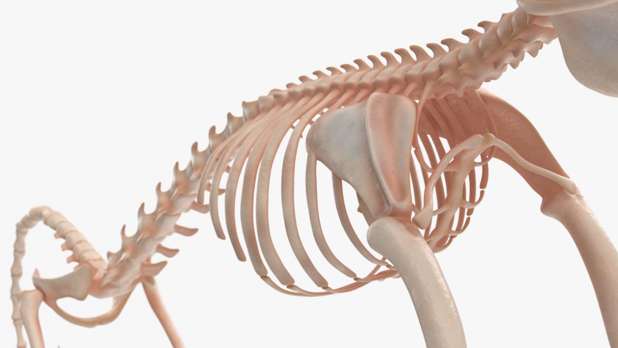 Pigmy Marmoset Skeleton Standing 3D