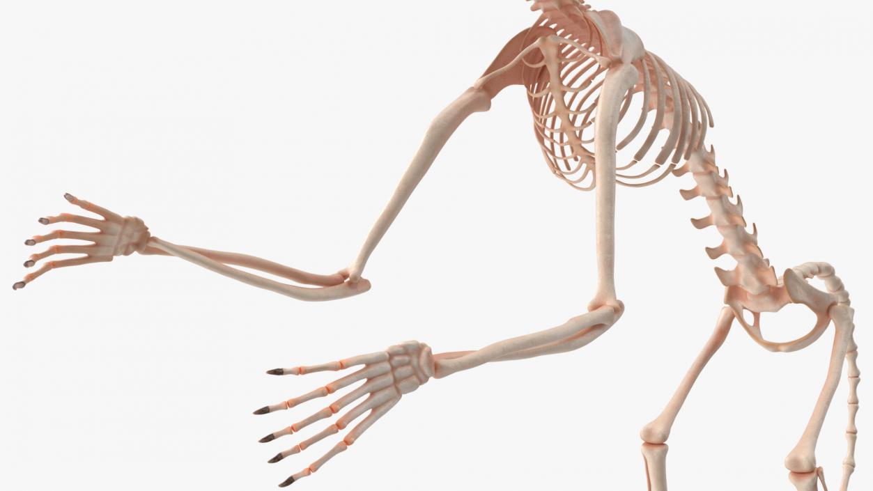 Pigmy Marmoset Skeleton Standing 3D