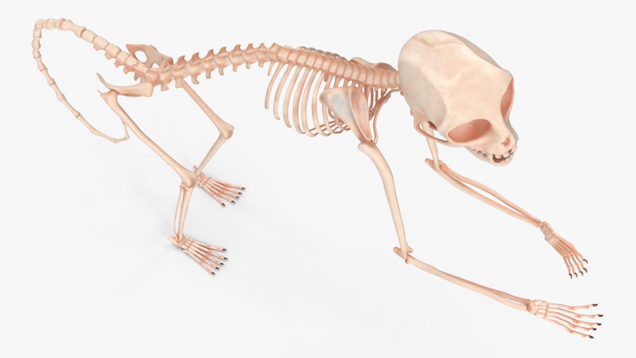 Pigmy Marmoset Skeleton Standing 3D