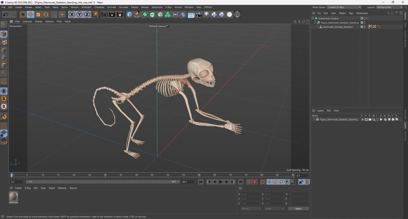 Pigmy Marmoset Skeleton Standing 3D