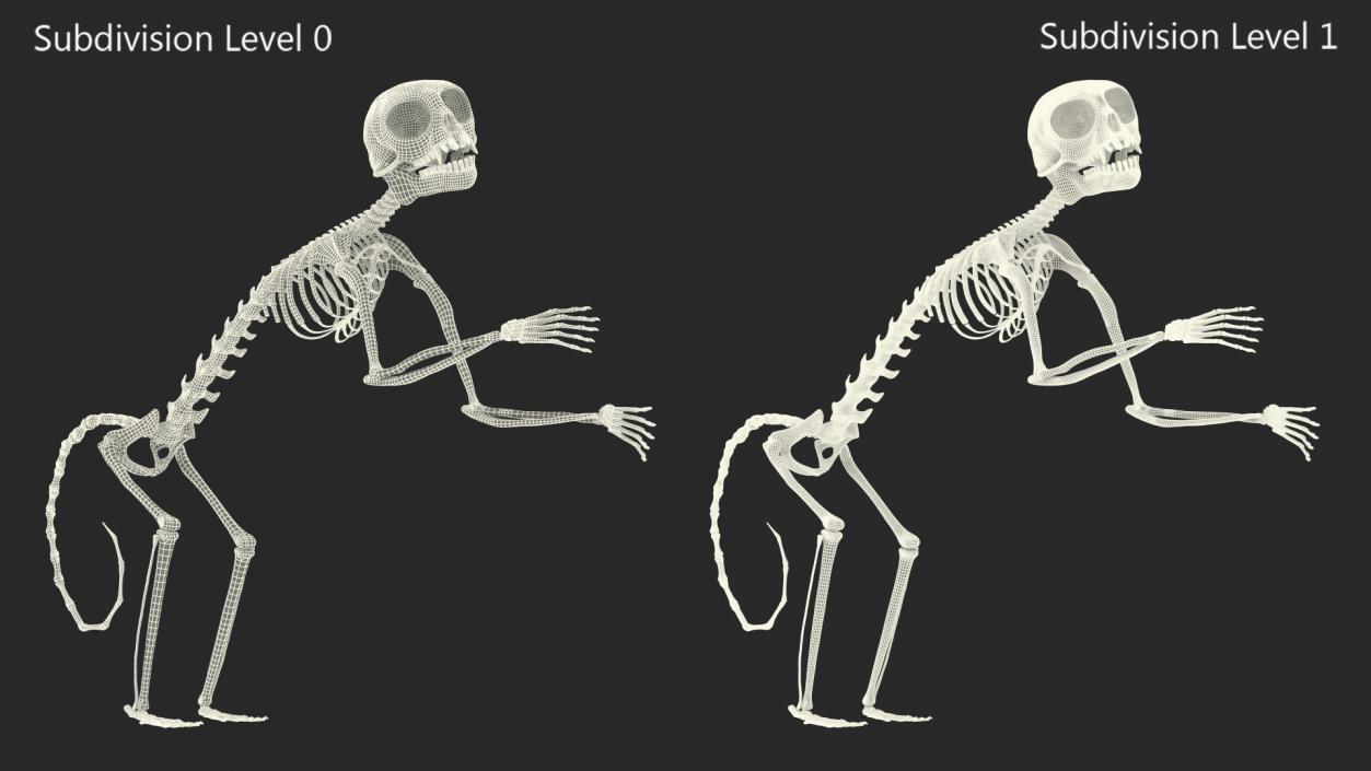 Pigmy Marmoset Skeleton Standing 3D