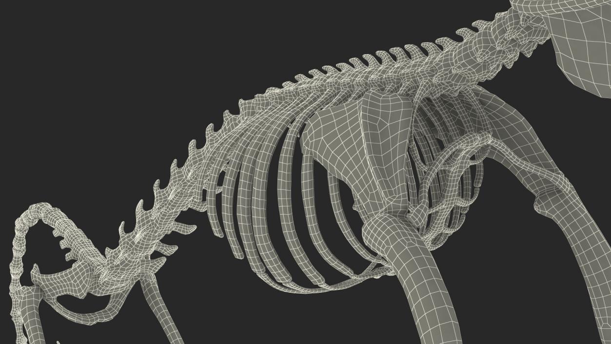 Pigmy Marmoset Skeleton Standing 3D