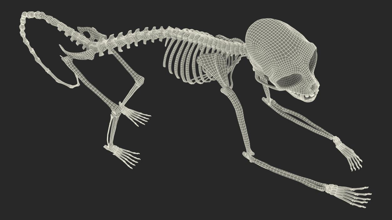 Pigmy Marmoset Skeleton Standing 3D