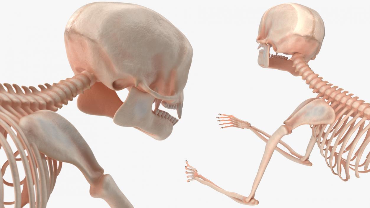 Pigmy Marmoset Skeleton Standing 3D