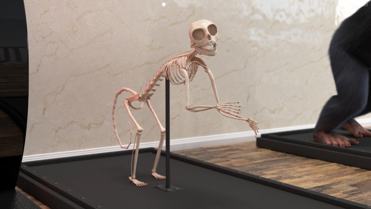 Pigmy Marmoset Skeleton Standing 3D