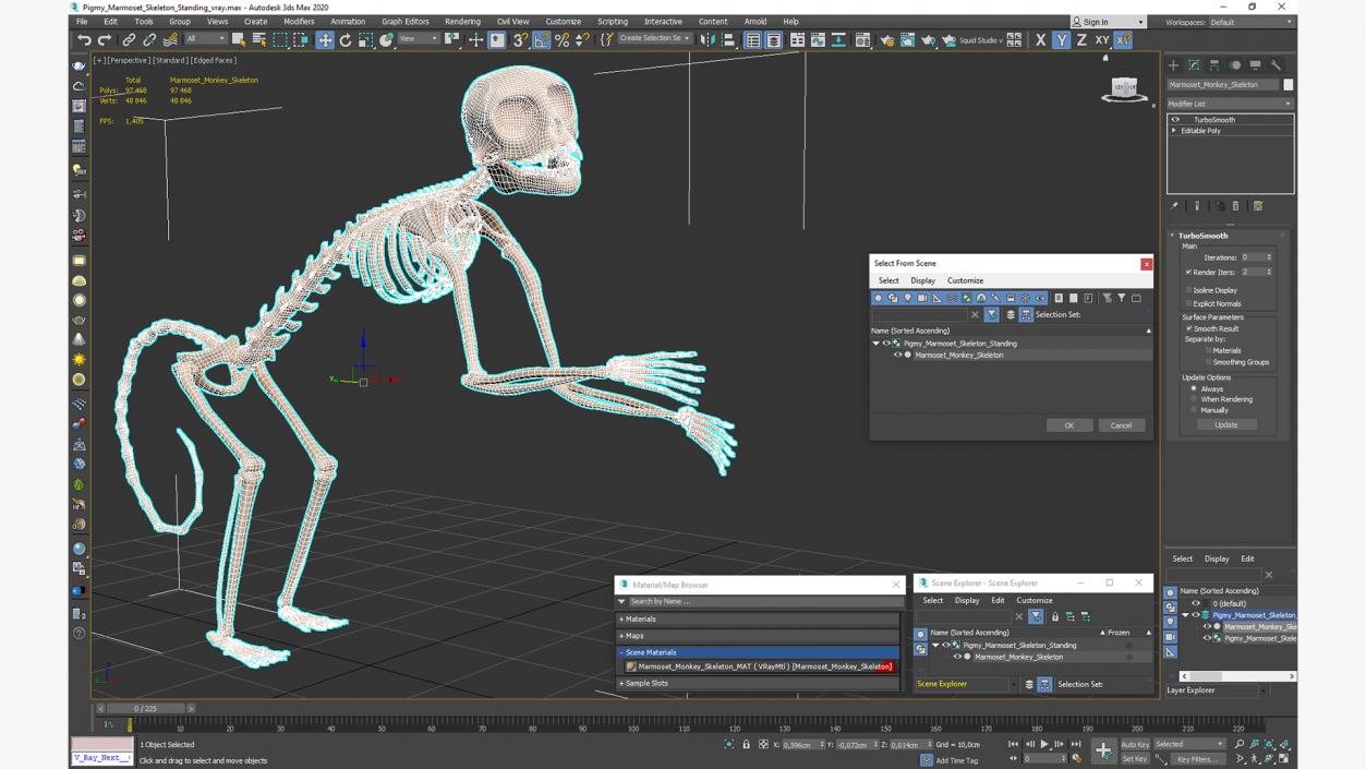 Pigmy Marmoset Skeleton Standing 3D