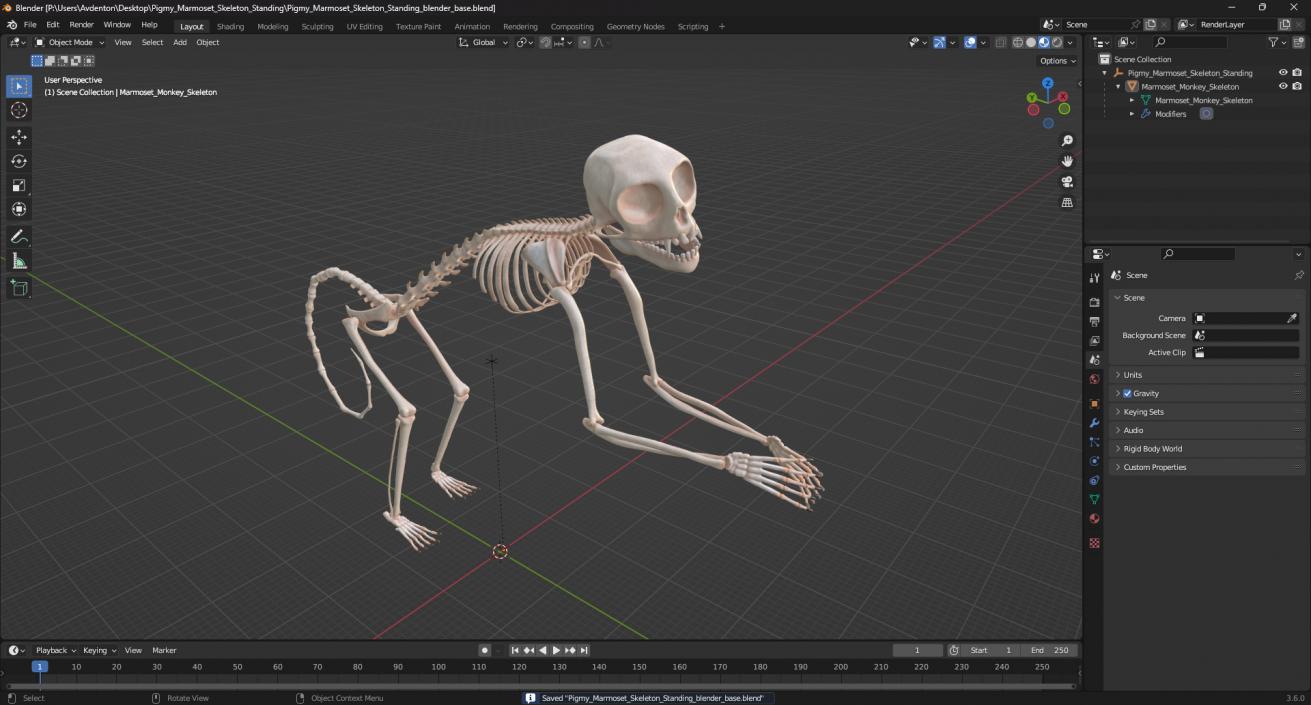 Pigmy Marmoset Skeleton Standing 3D