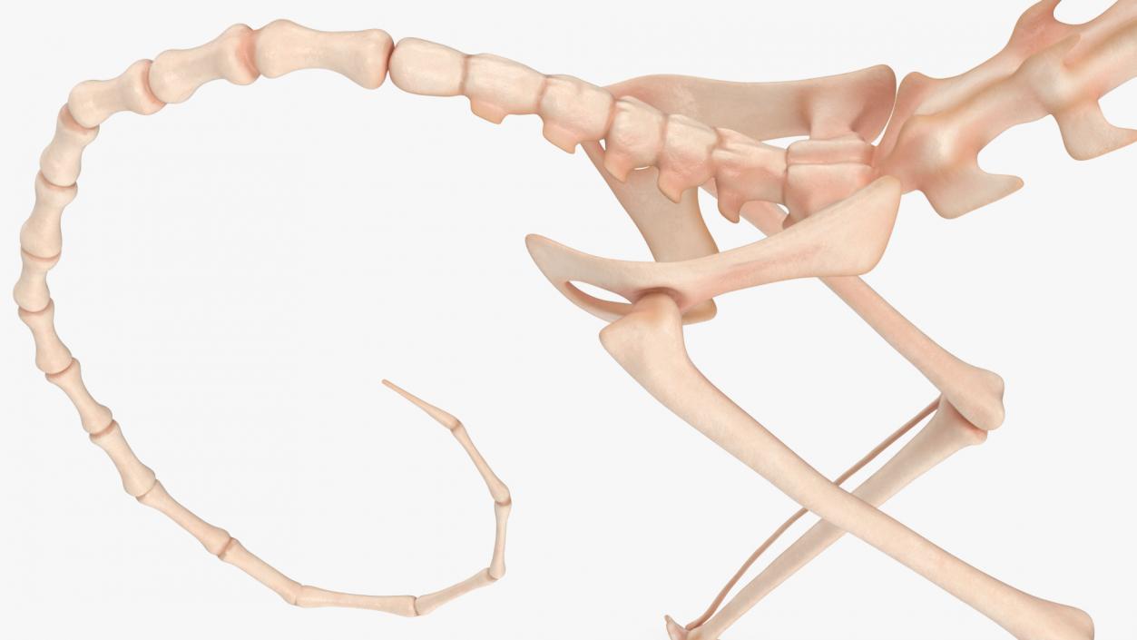 Pigmy Marmoset Skeleton Standing 3D