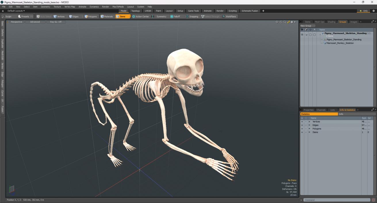 Pigmy Marmoset Skeleton Standing 3D