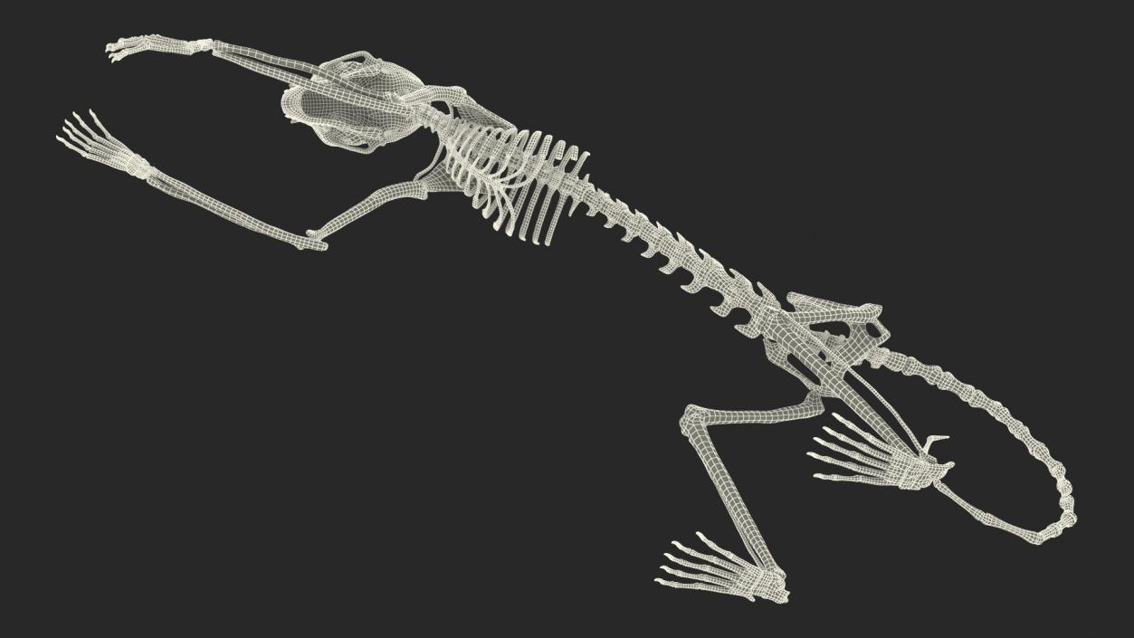 Pigmy Marmoset Skeleton Standing 3D