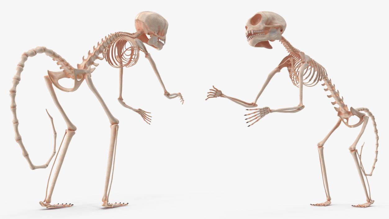 Pigmy Marmoset Skeleton Standing 3D