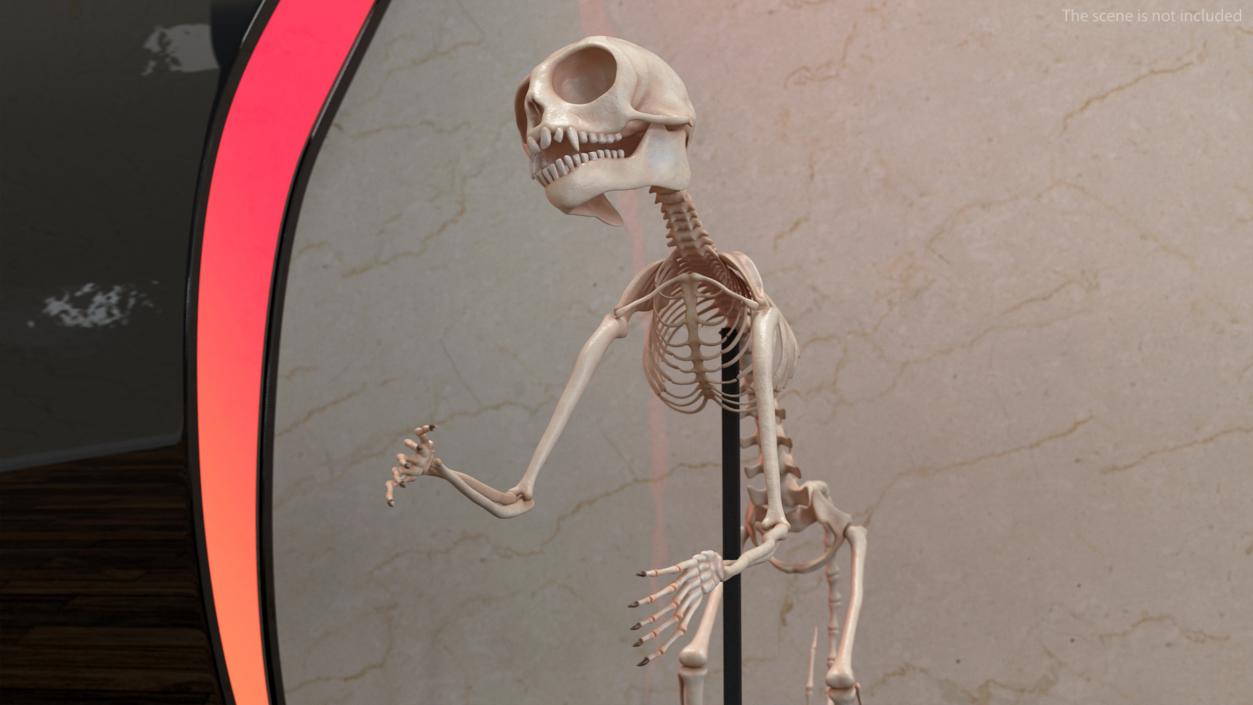 Pigmy Marmoset Skeleton Standing 3D