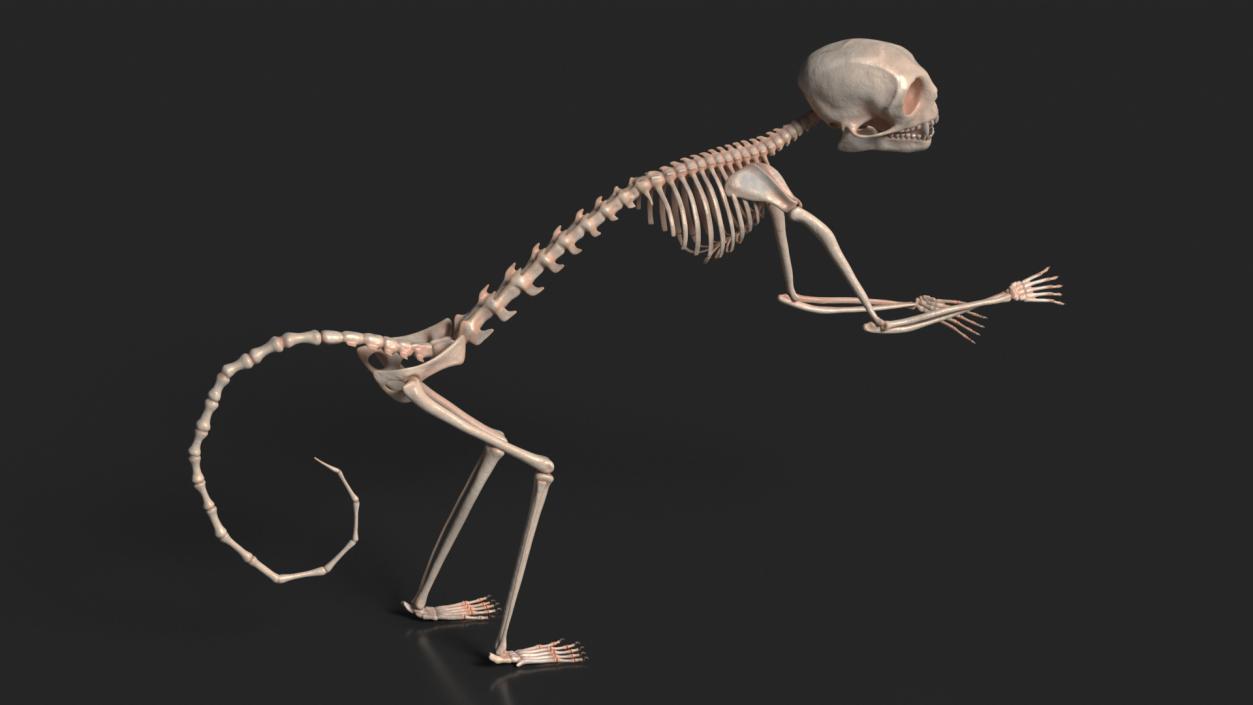 Pigmy Marmoset Skeleton Standing 3D